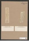 Navicula sp. (de-Toni-Nr.: Genus 1) Zeichnungen Sammlung Grunow Nr. 1518 (NHMW-BOT-W0368044)